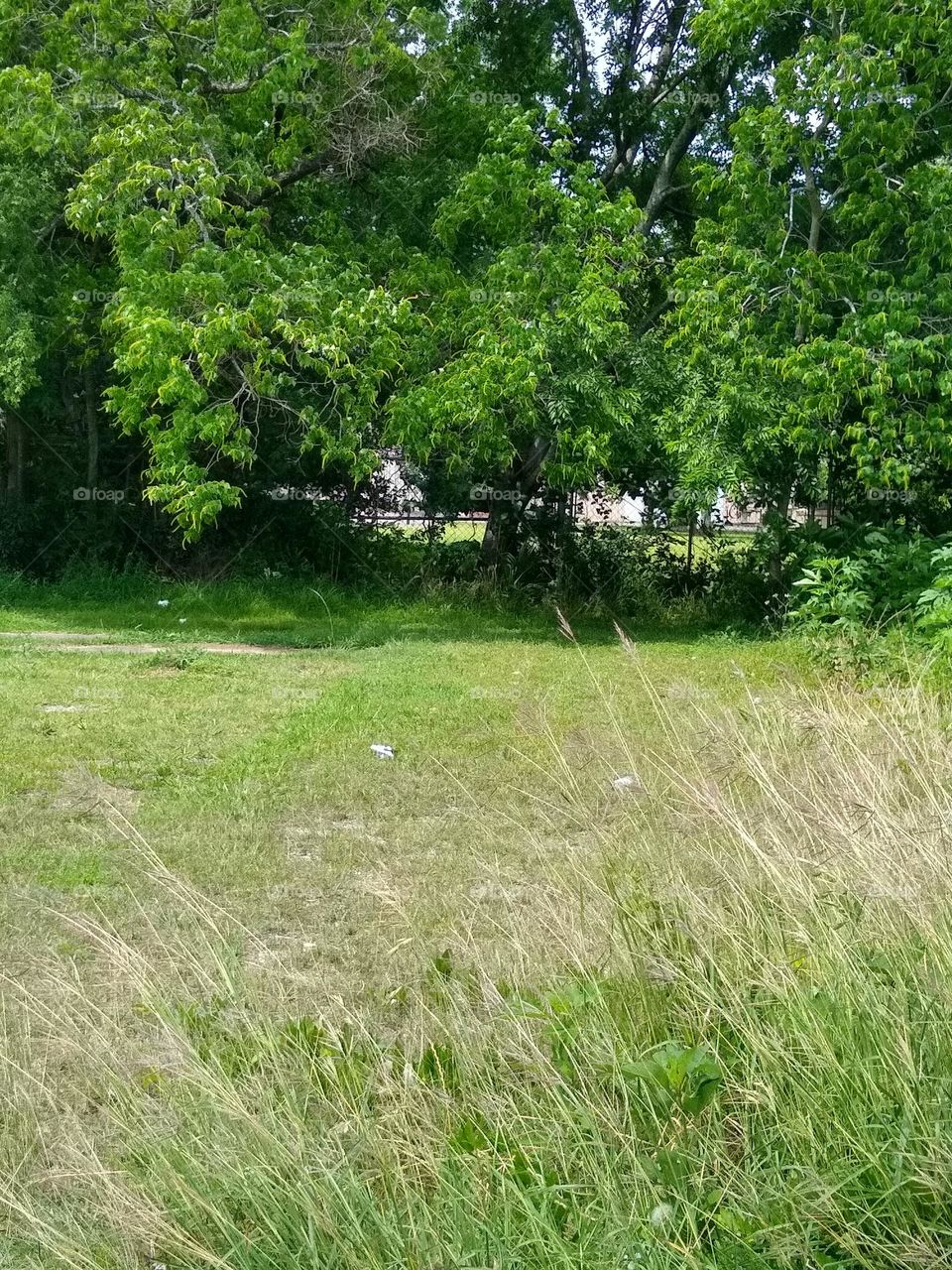 Wonderfully sunny picture of a natural environment in the urban terrain in the city I come from.