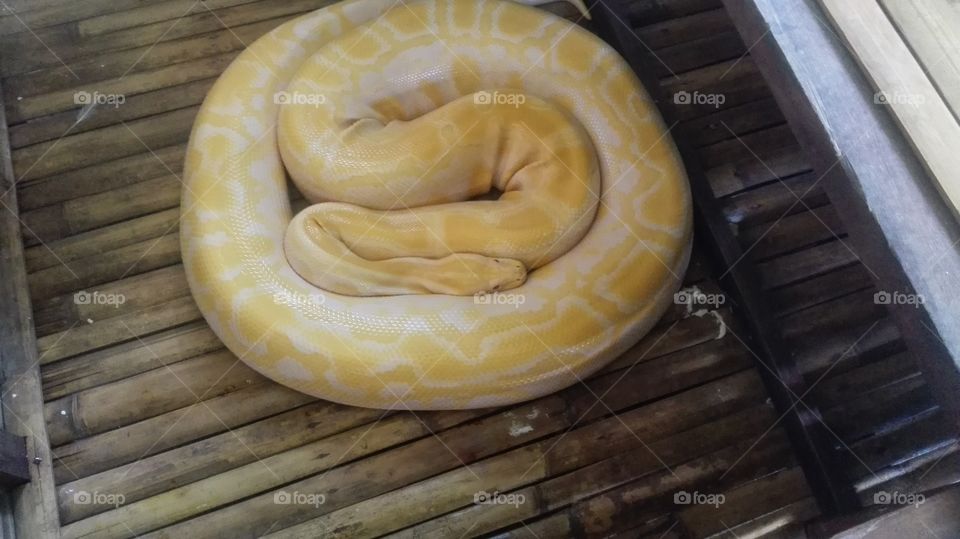 Bohol python &wildlife park