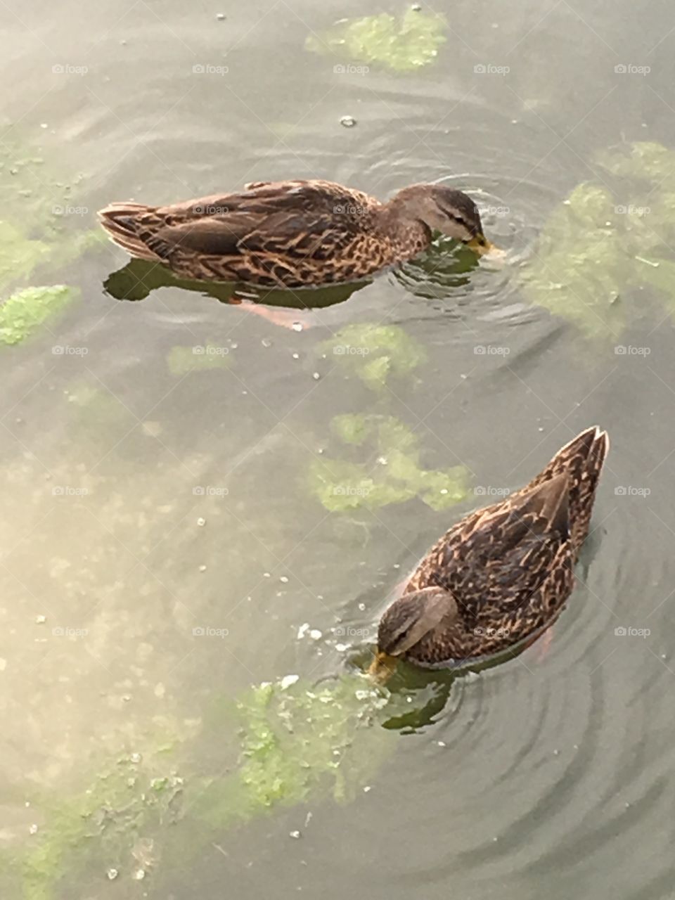 Swimming ducks 