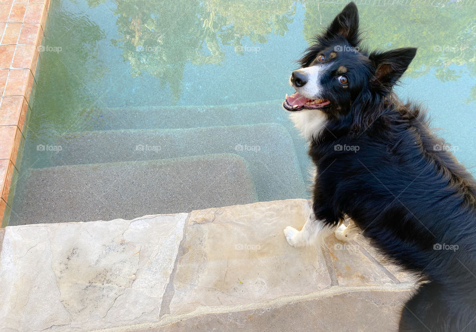 Border collie standing next to swimming pool steps 