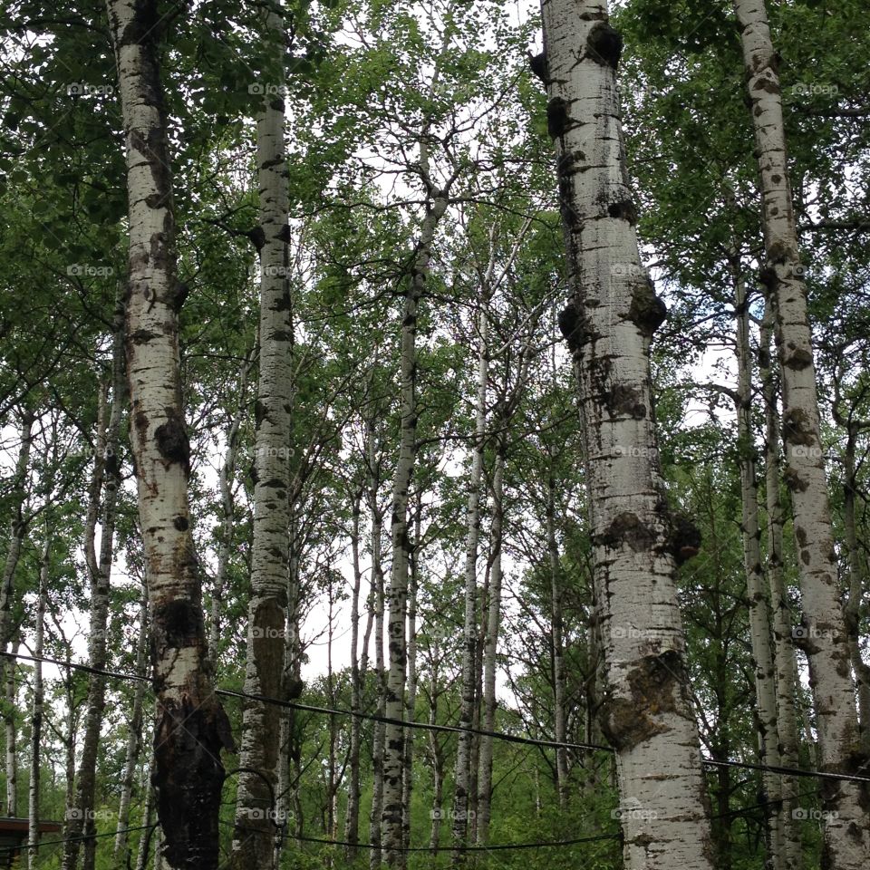 Rainy poplars