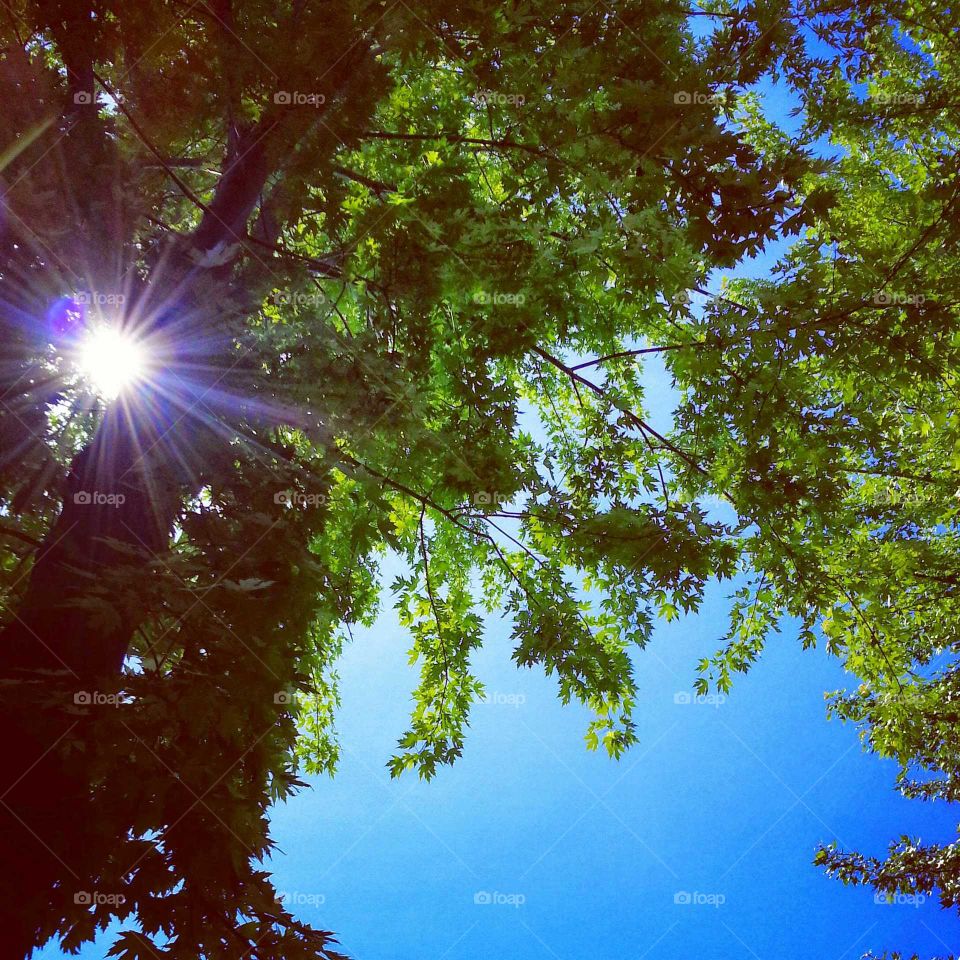 The sun shining between leaves of trees in the summer