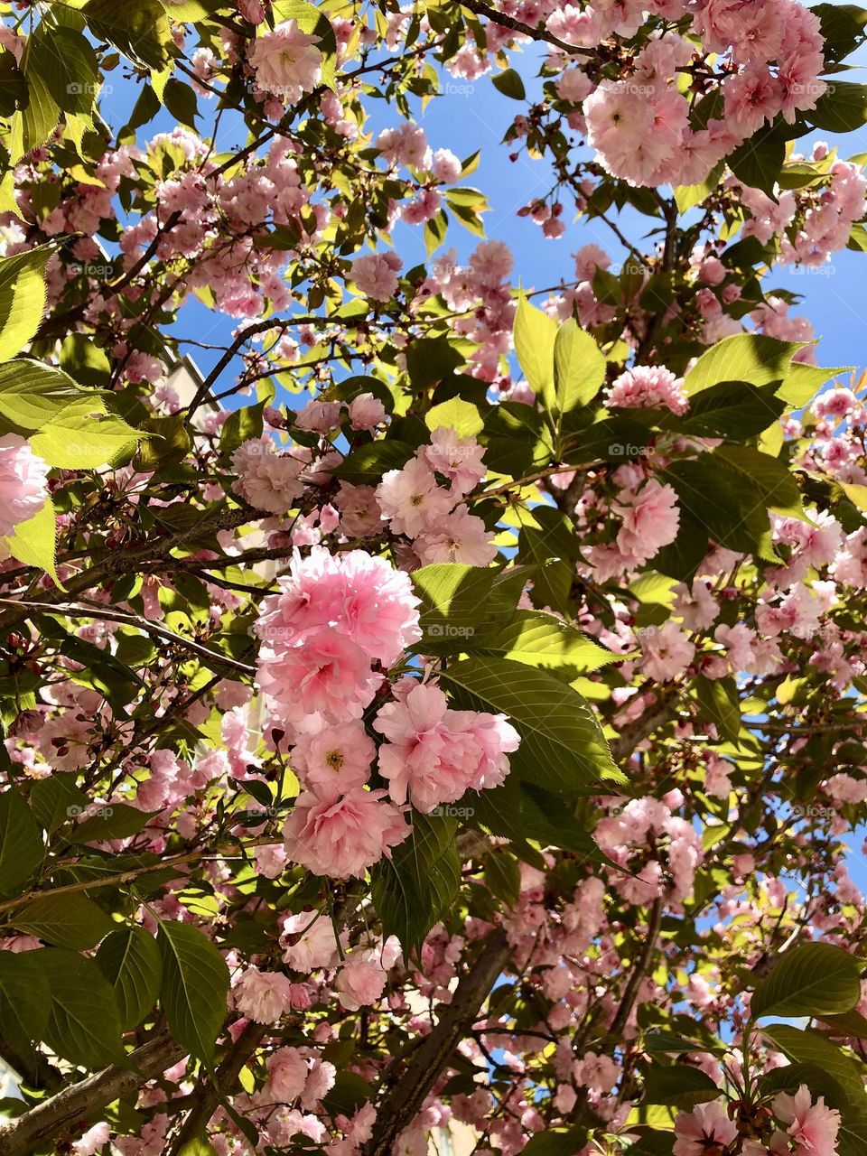 Spring flowers in Virginia 🌸