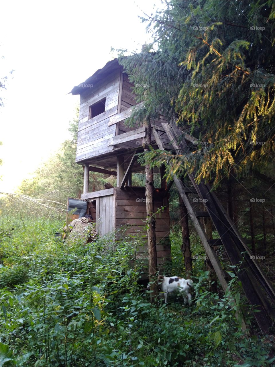 охотничий кардон