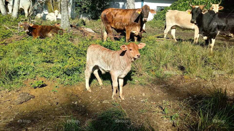 Oi, vaccæ per vitulos iumenta et pecora greges pascuæ meæ, ET QUOD NATURA, environment.