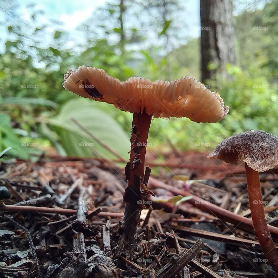 Hongos en el bosque 🍄