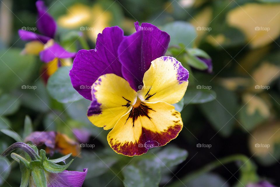 Pansy. A beautiful Pansy flower taken macro.