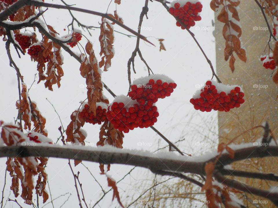 red rowan berries on a tree under the snow