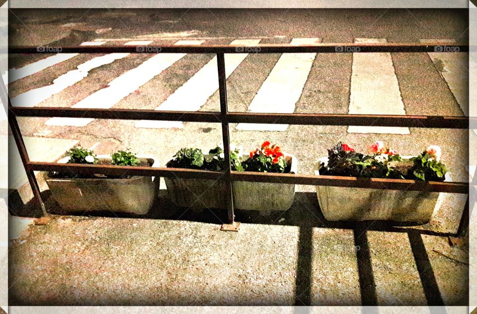 3 small flowers see from back