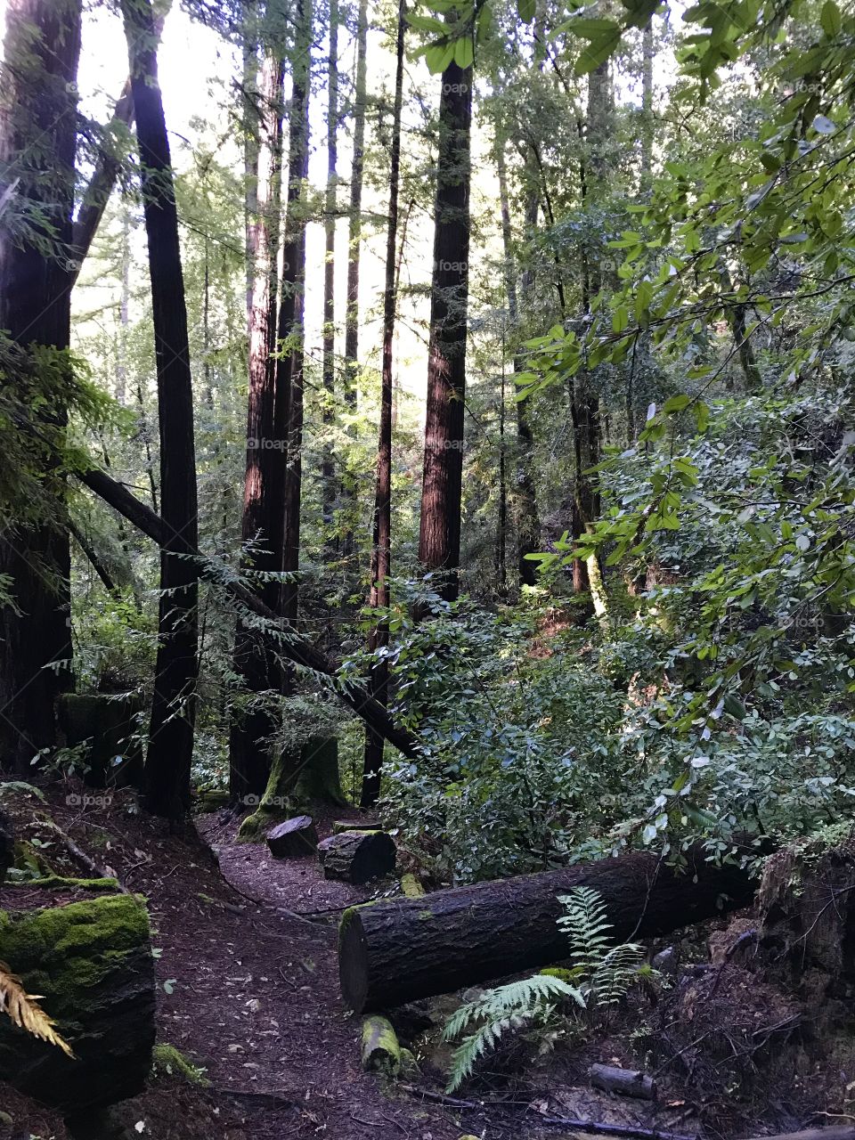 Path through redwood forest 
