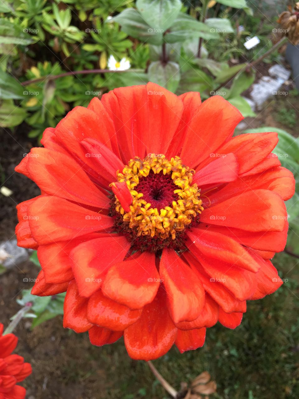 Red Zinnia