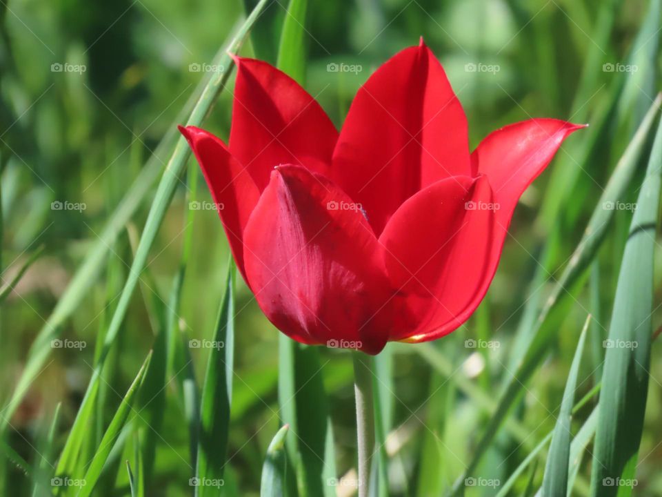 Red tulip in the grass