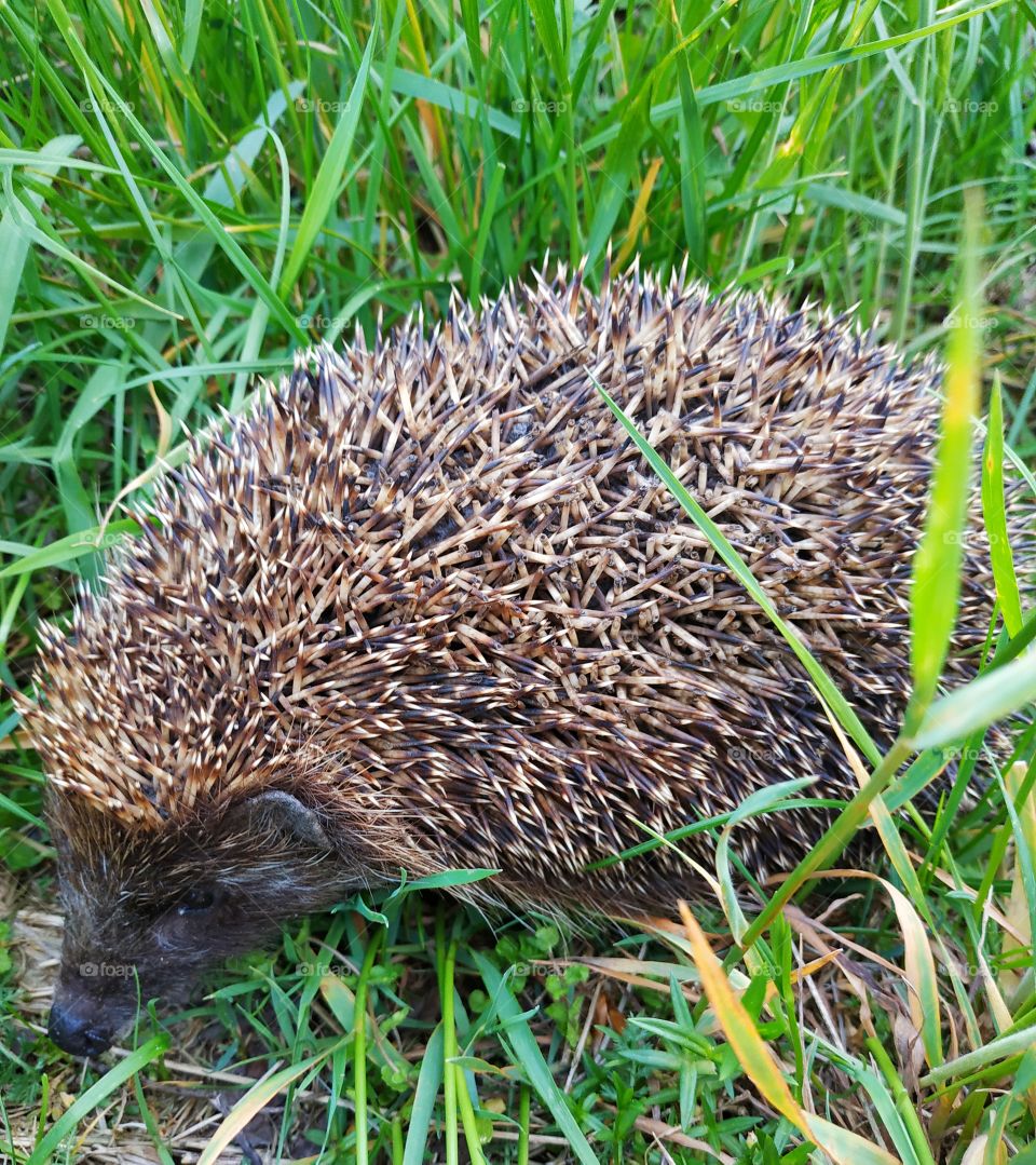 Hedgehog#urchin#bittern#nature#bittern in grass