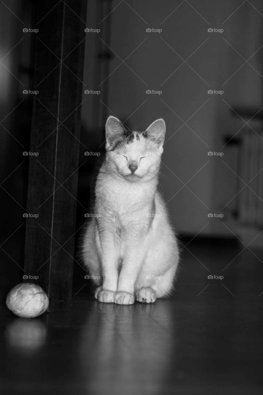 cat with closed eyes in black and white