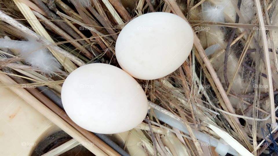 two pairs of egg bird