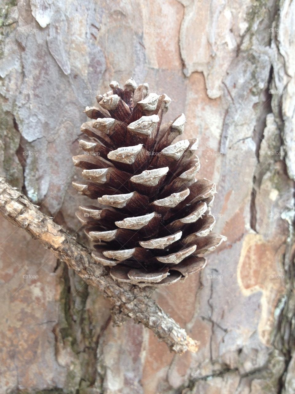 Pine cone