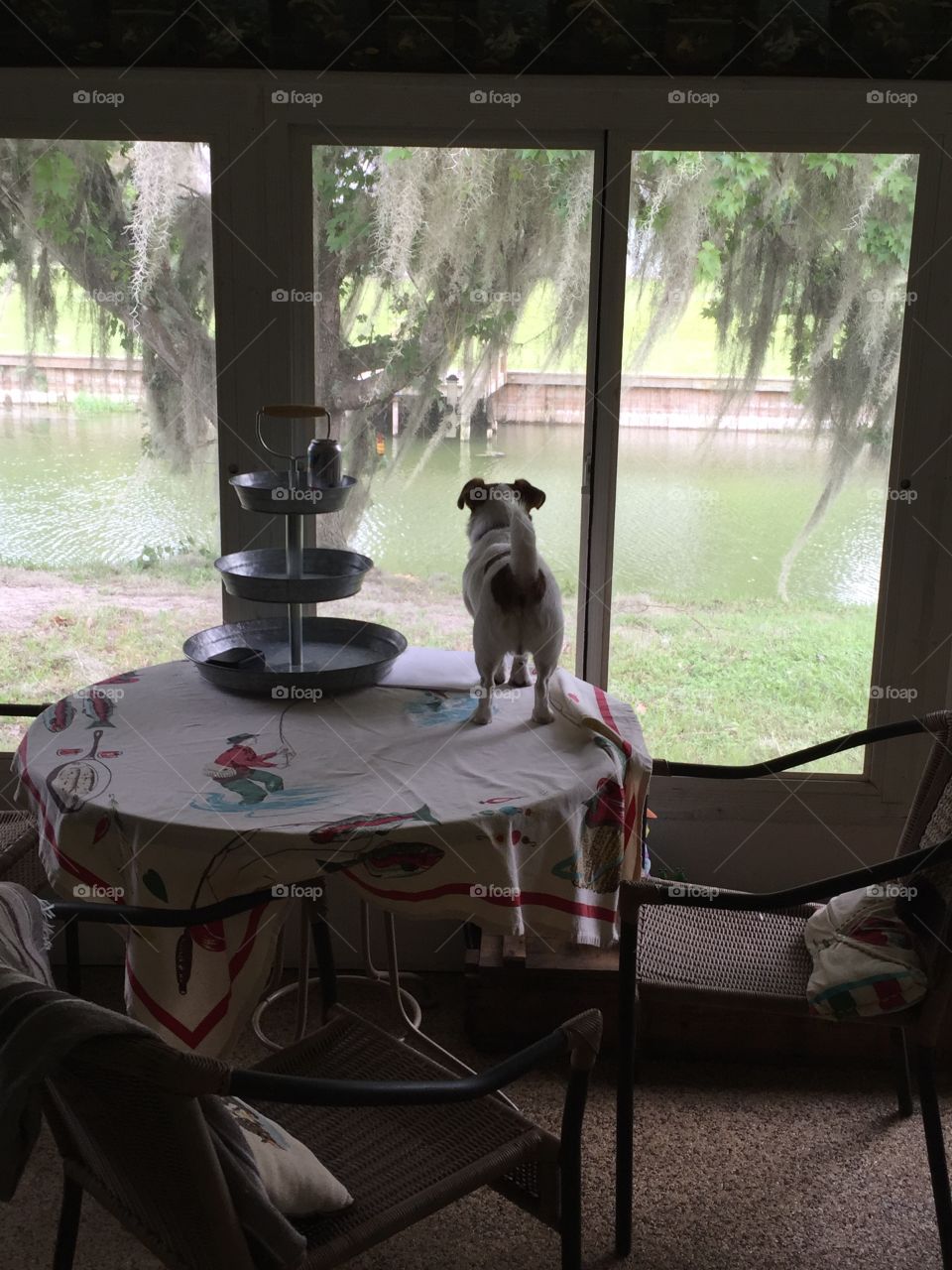 Watching the squirrels 