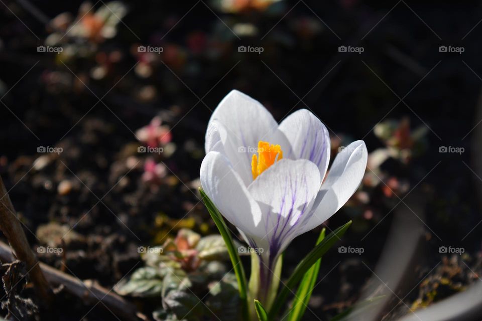 beautiful crocus flower view from the ground