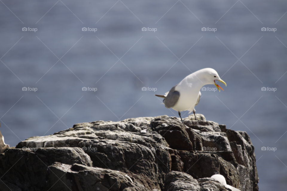 gull seabirds northumberland kittiwake by darloandy1963