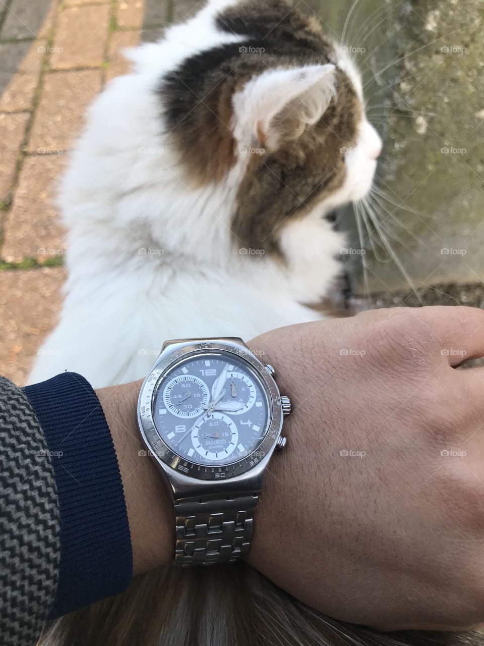 Even my cat loves swatch !