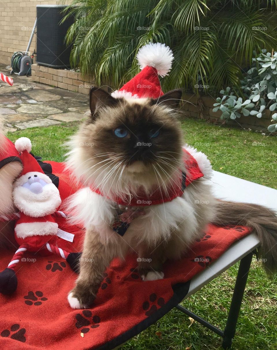 My Misty cat with wearing Christmas Santa clothes 