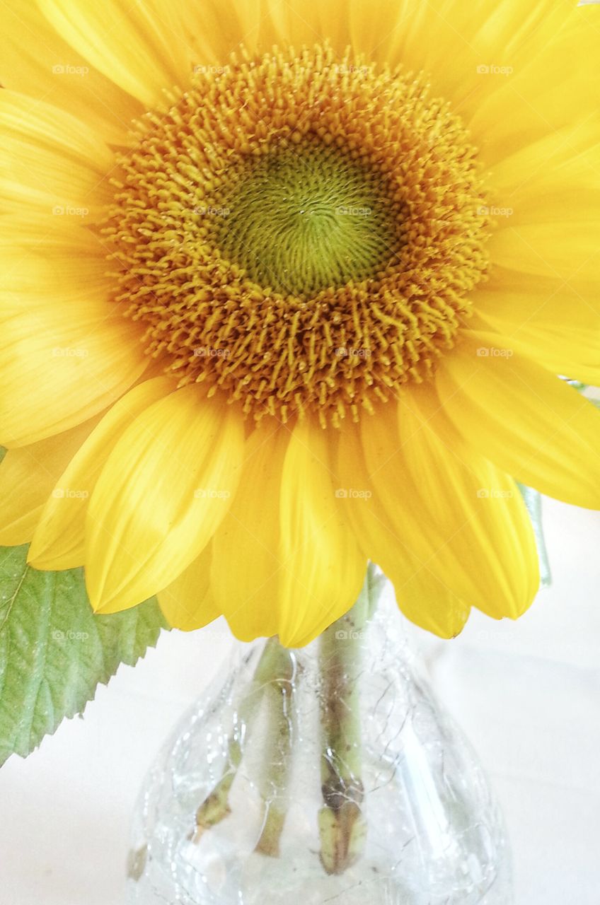 Happy Sunflowers