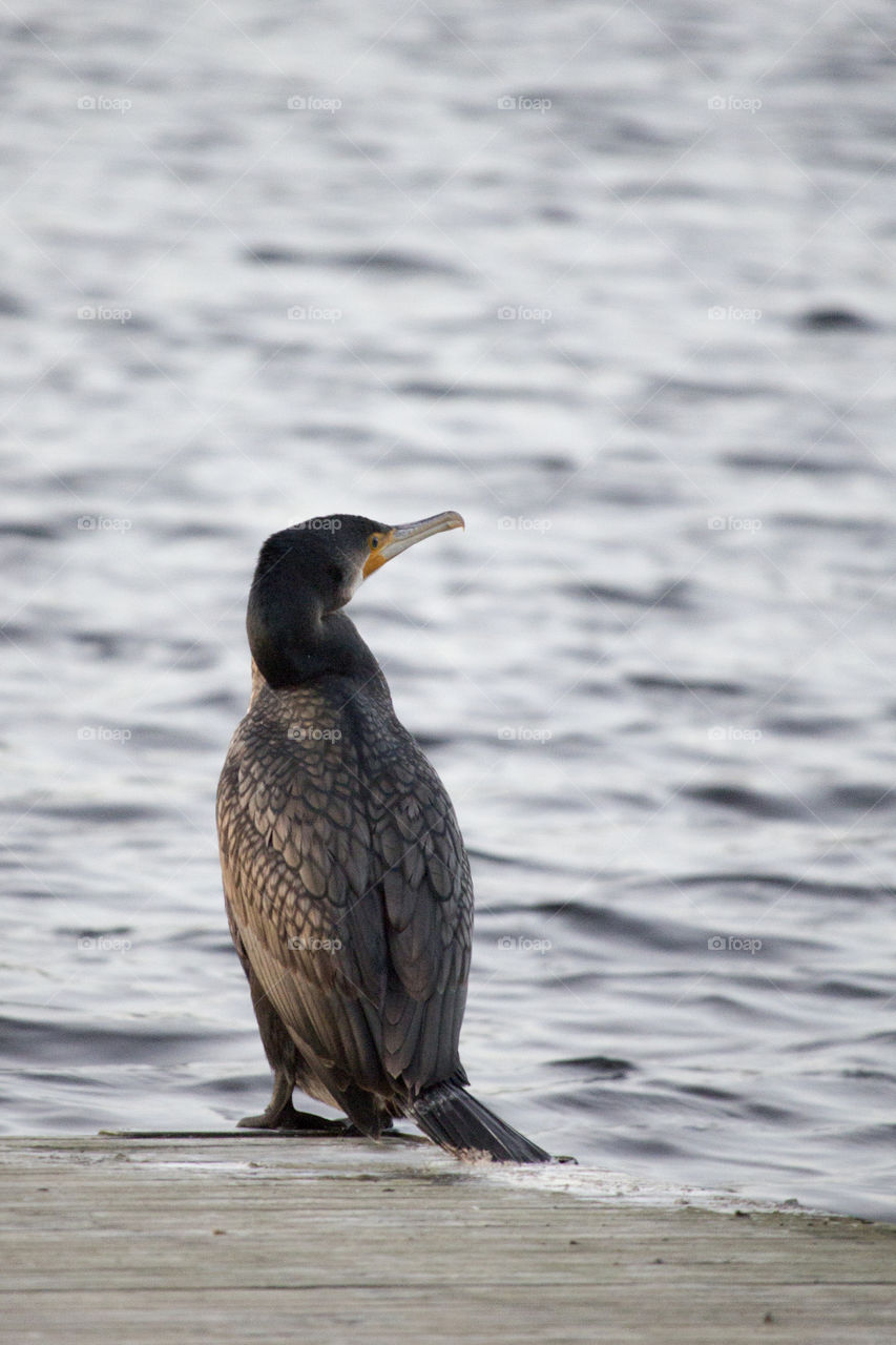 Grey bird by the lake - Cormorant.
Storskarv