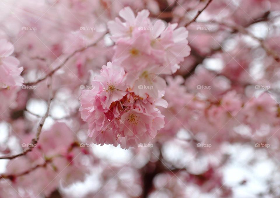 Cherry blossom branch and flowers