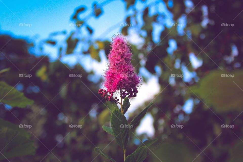 Bridewort pink fluffy flower, willow leaf meadowsweet, rosaceae 