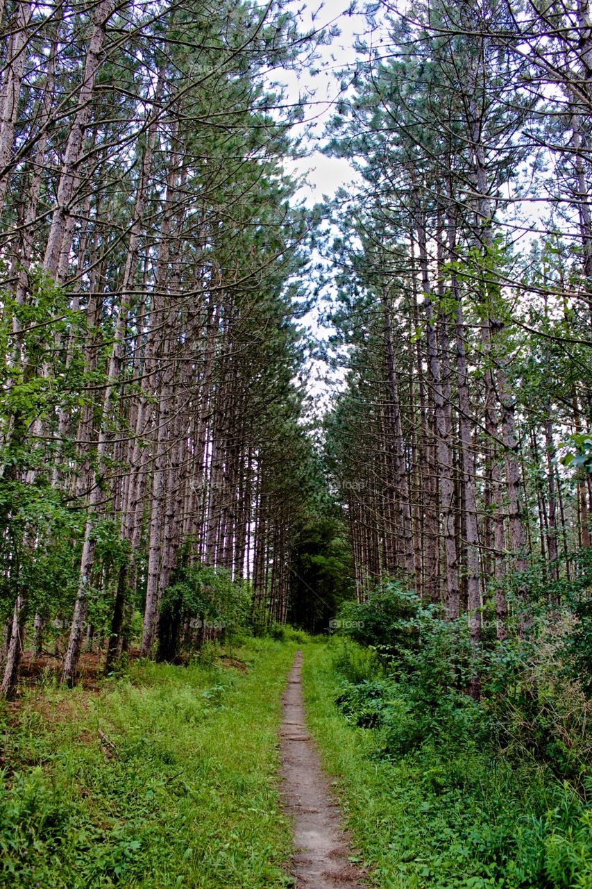 Hike in the Woods.