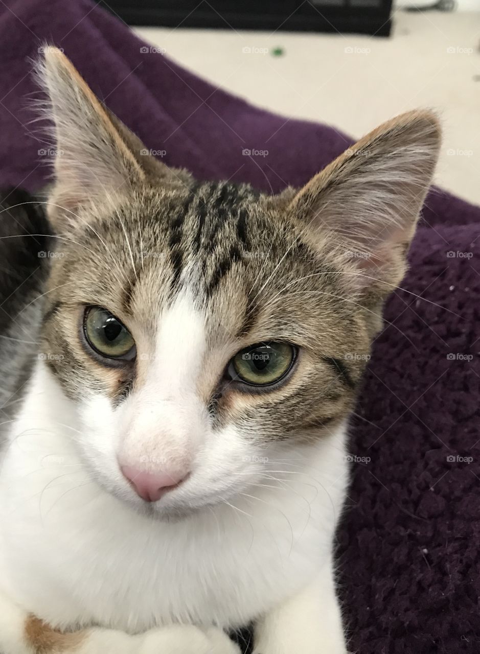 Pretty Kitty!  Close-up photo of our rescued feral kitten's face.  Half Maine Coon. 