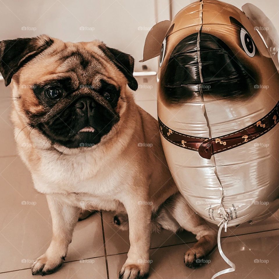 A dog with its balloon