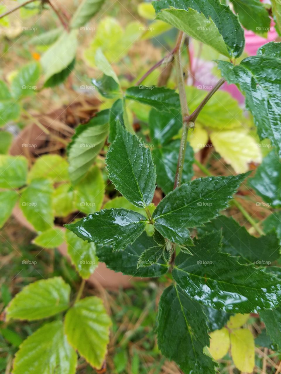 raining on the leaves