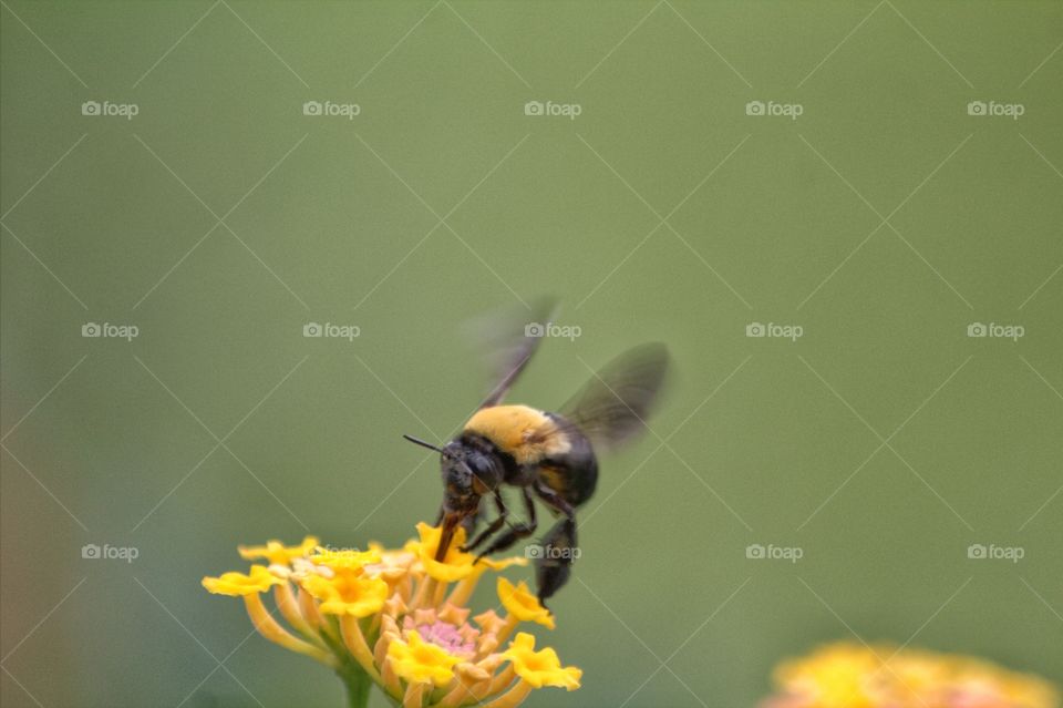 pollinating bee in motion