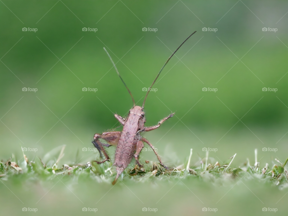 Grasshopper about to leap out of grass