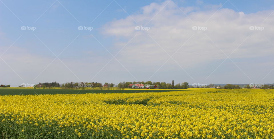 Skåne countryside, rape sgriculture.