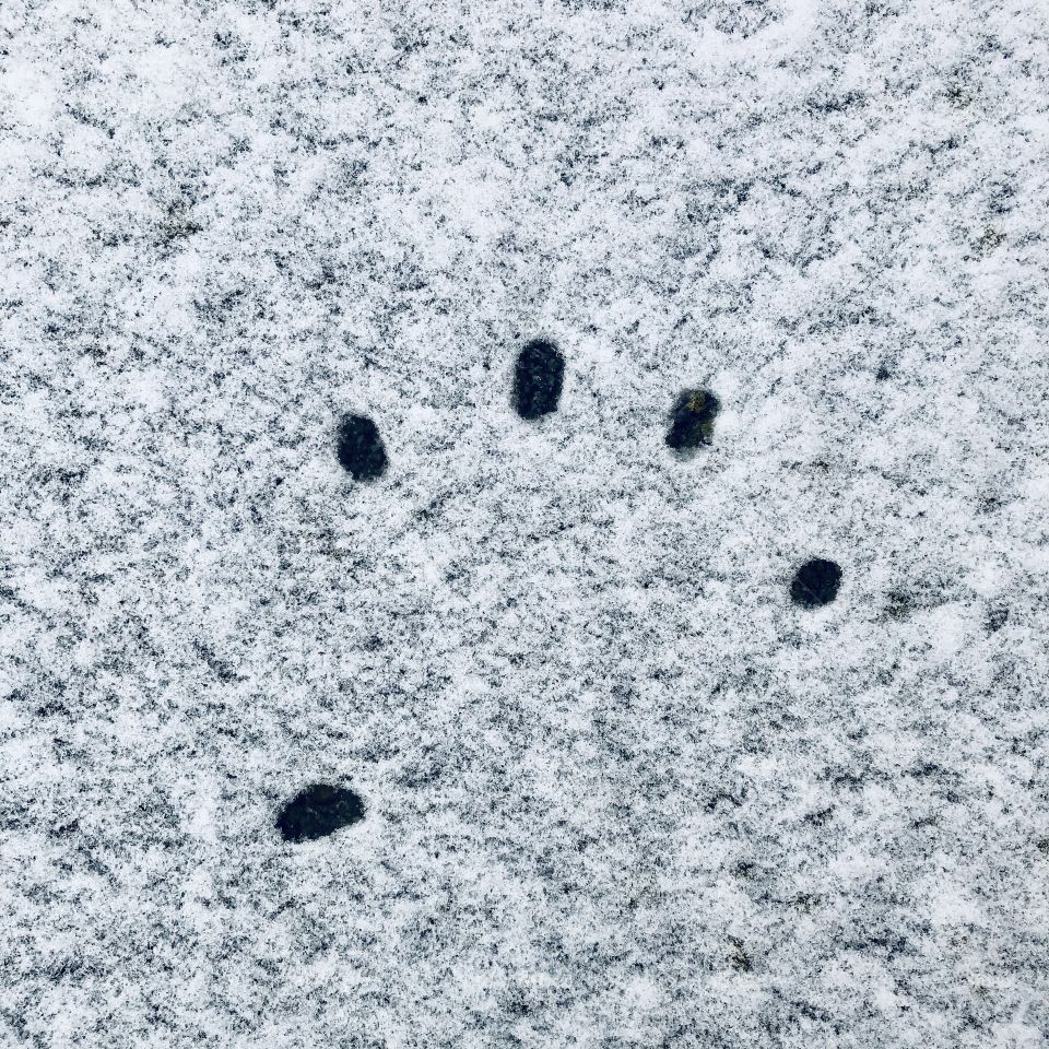 snow for half an hour - do not miss ❄️