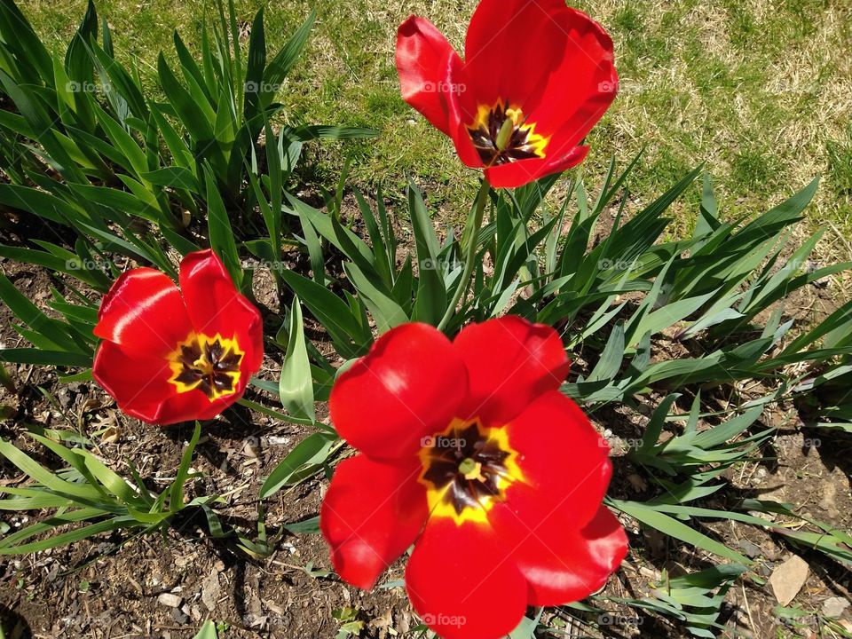 Red Tulip