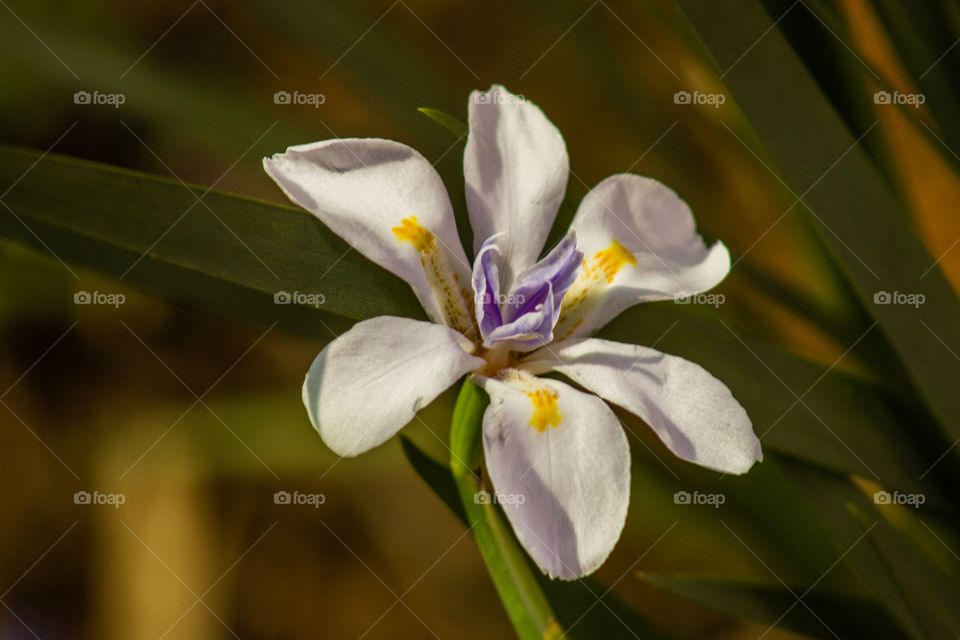 Daylily flower in the sun