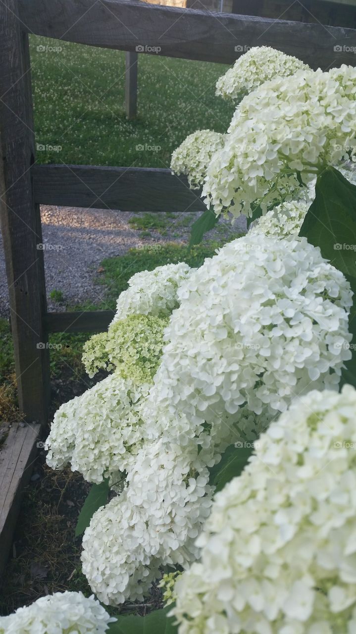 hydrangeas