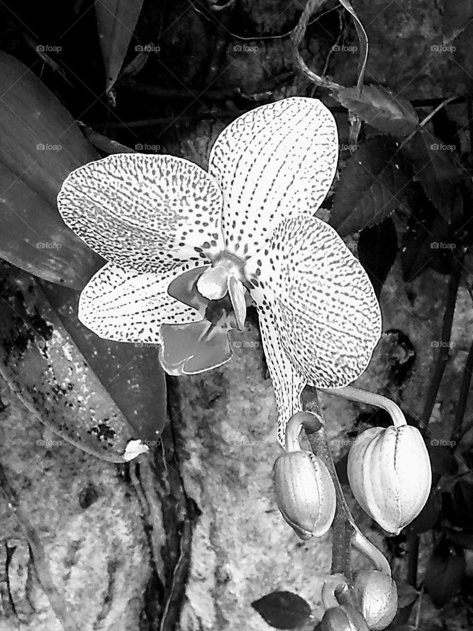 Uma formosa flor em preto e branco