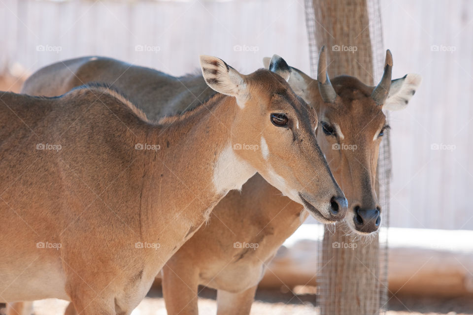 Antelope 