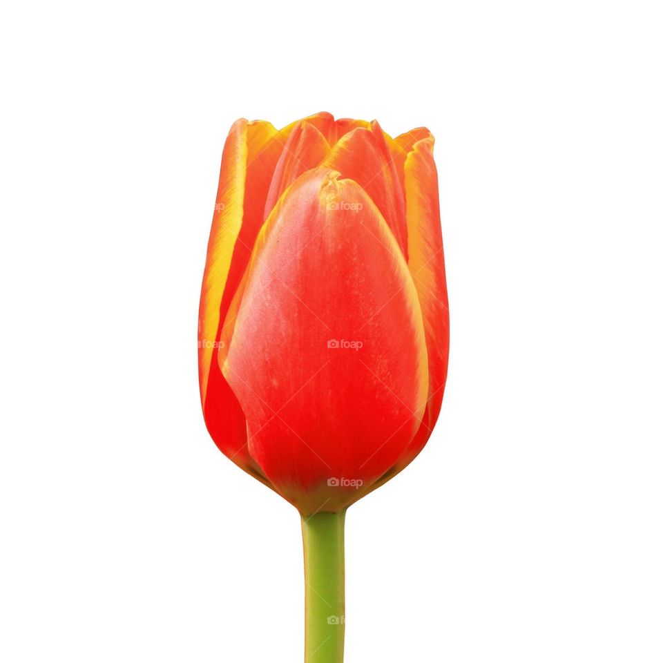 Tulip