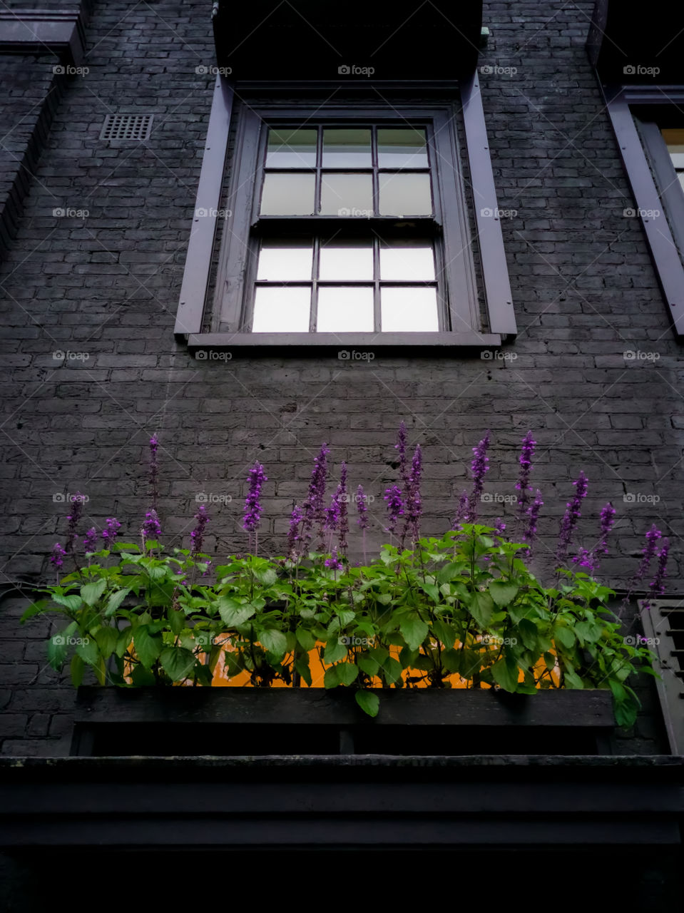 Purple flowers in flower box on window sill against black painted houses facade.