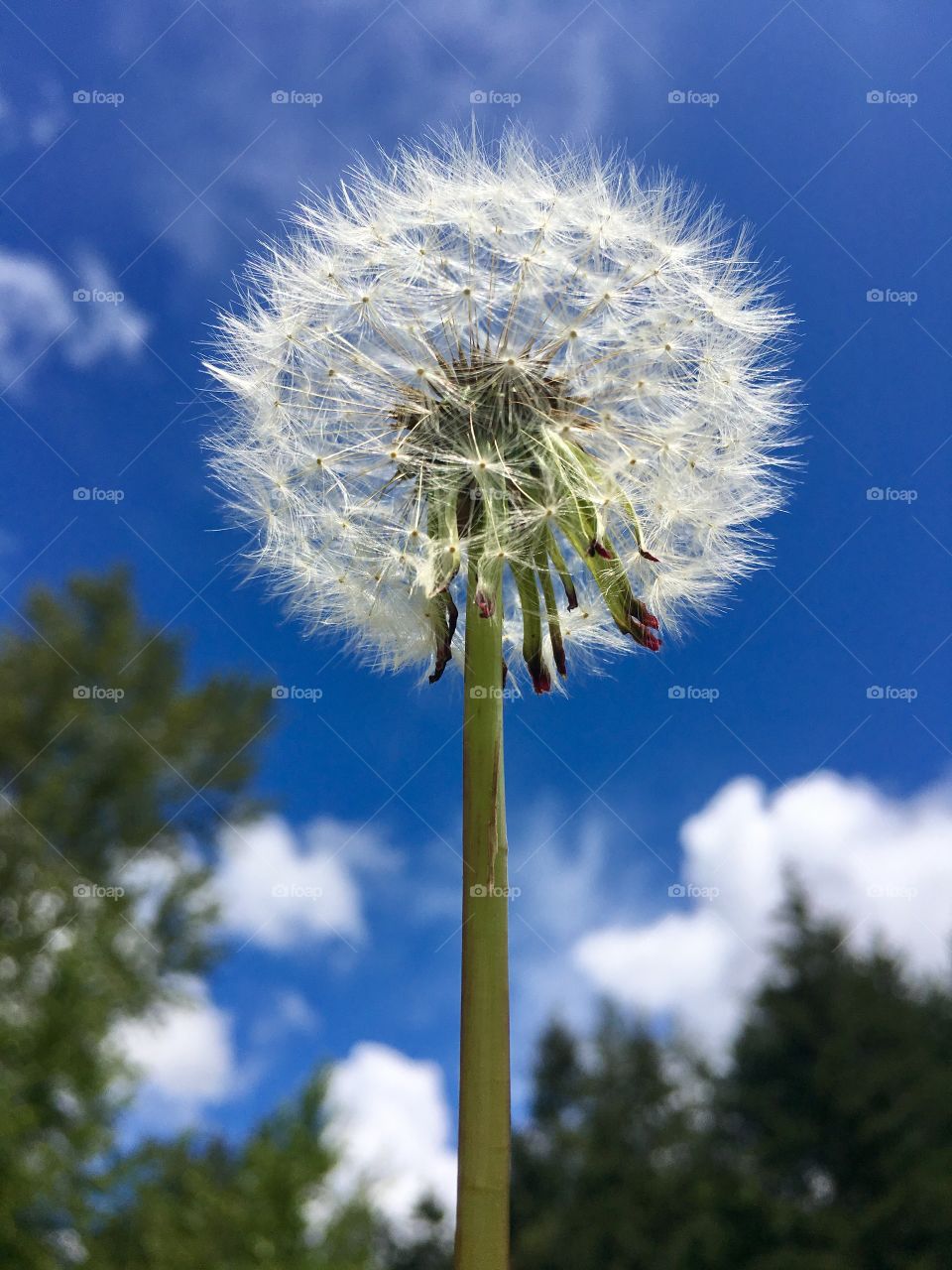 Dandelion against blue sky with white clouds 