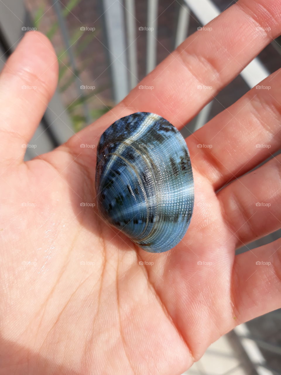 A blue clam