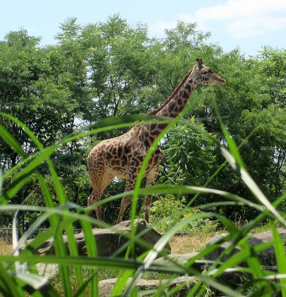 The Amazing World of Giraffes