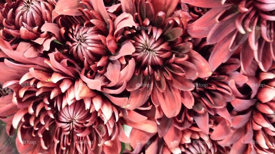 red mums