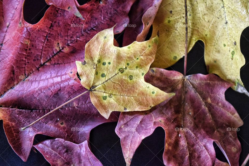 Close-up of a autumn leaves