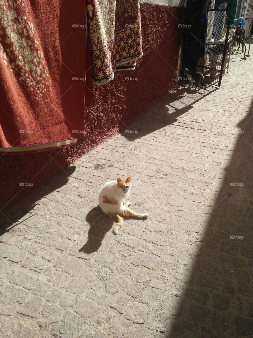 Beautiful cat looking at my camera.